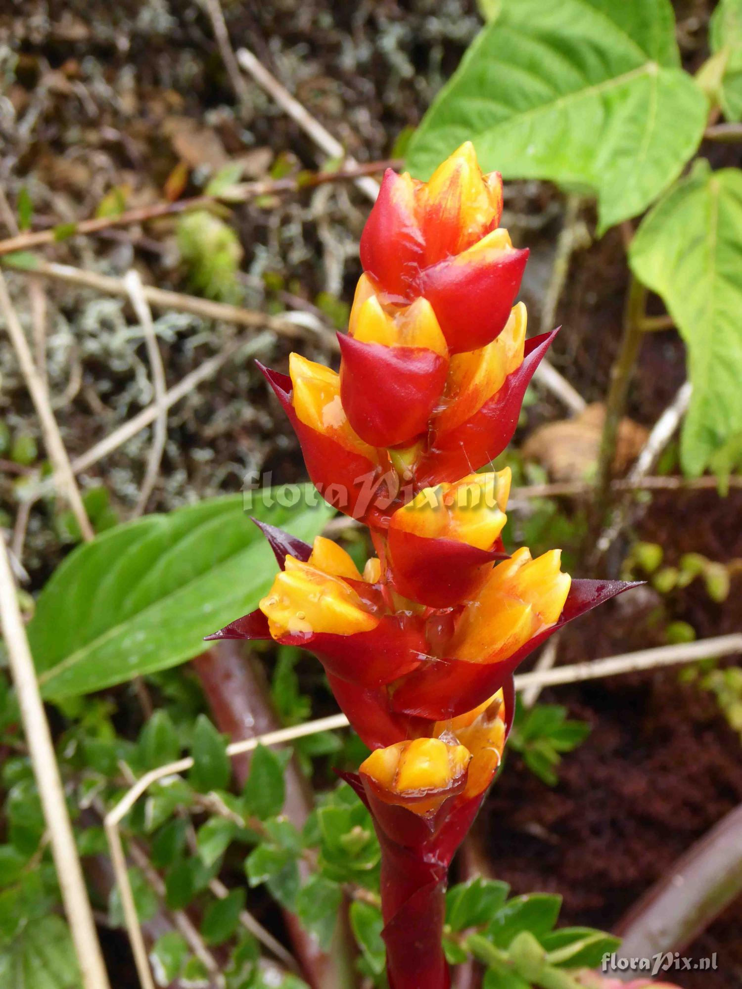 Guzmania sp?