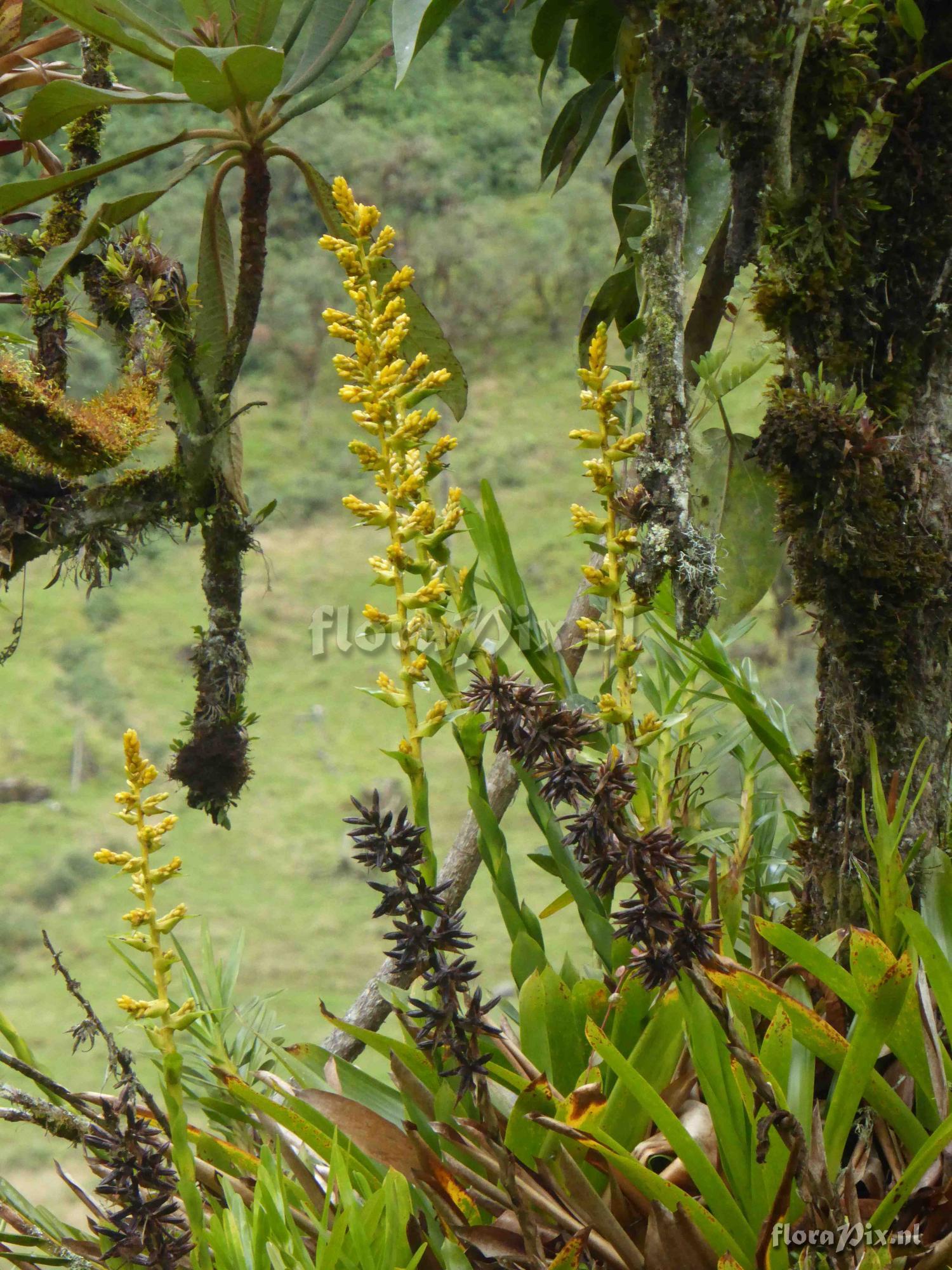 Guzmania multiflora