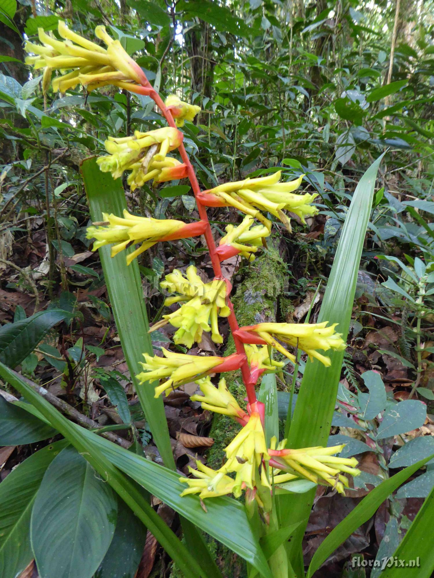 Guzmania xanthobractea