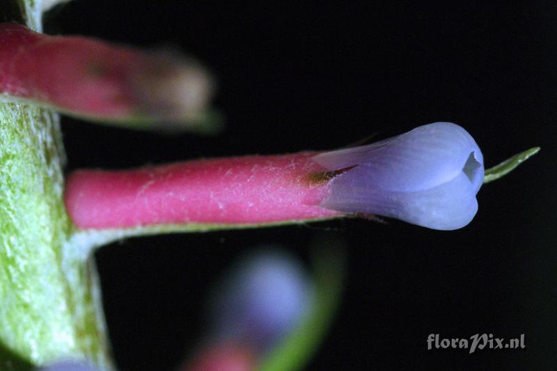 Aechmea gamosepala