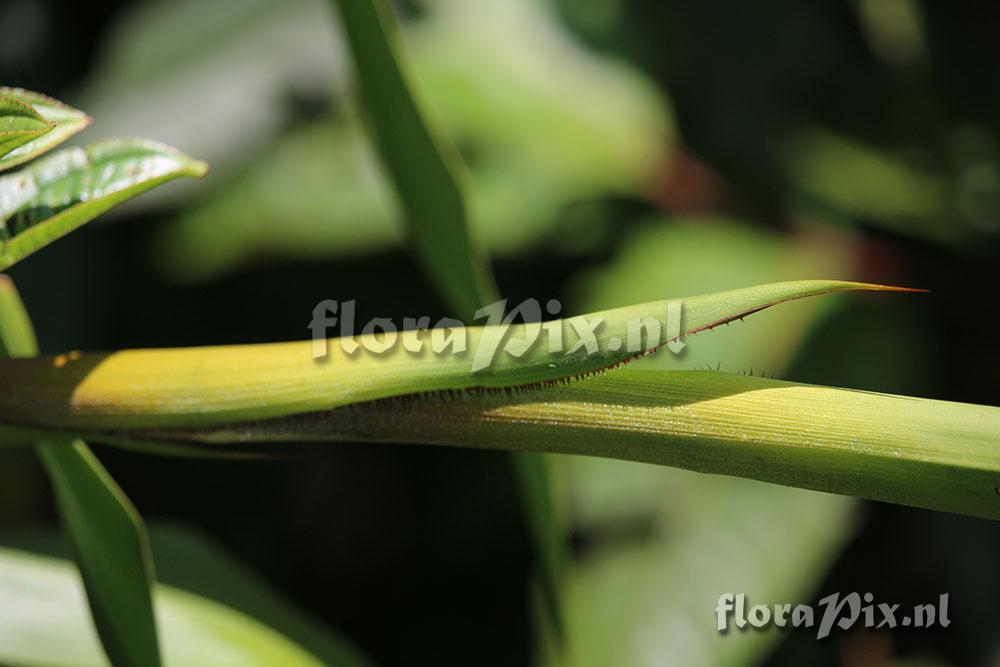 Pitcairnia fusca