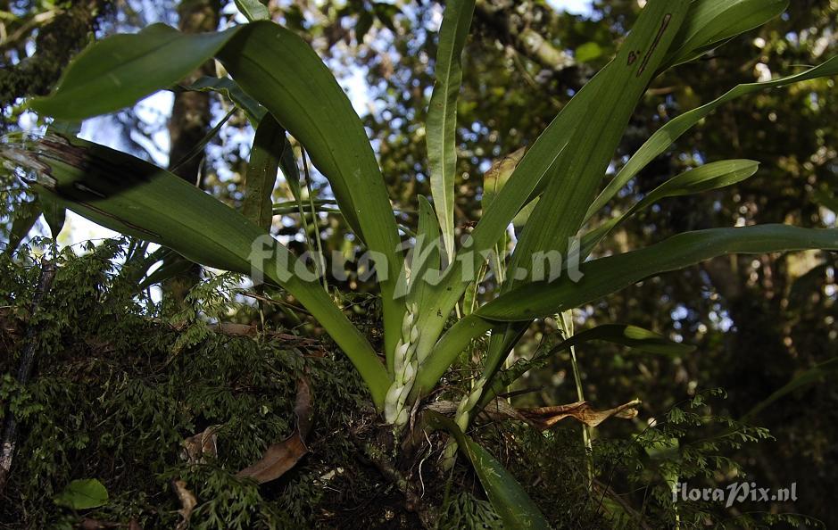 Angraecum bracteosum