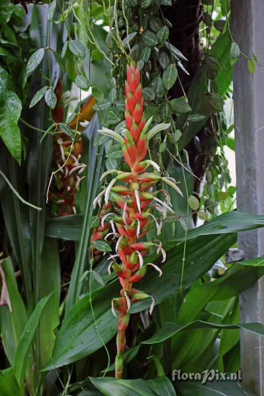 Pitcairnia maidifolia