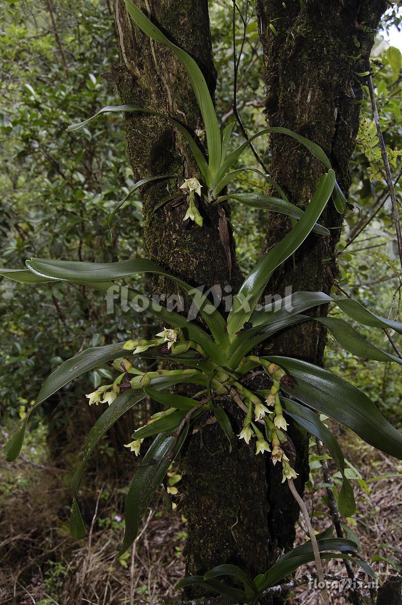 Angraecum cadetii