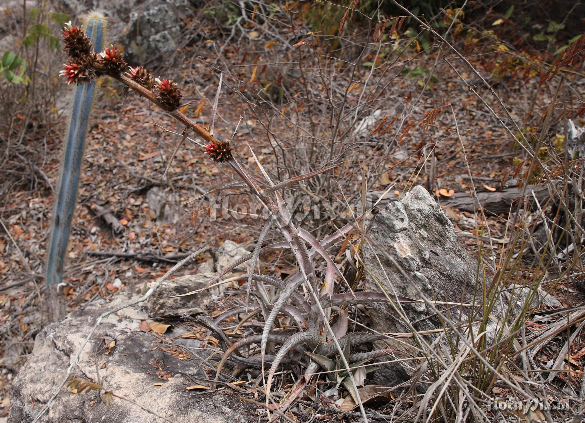 Orthophytum lemei