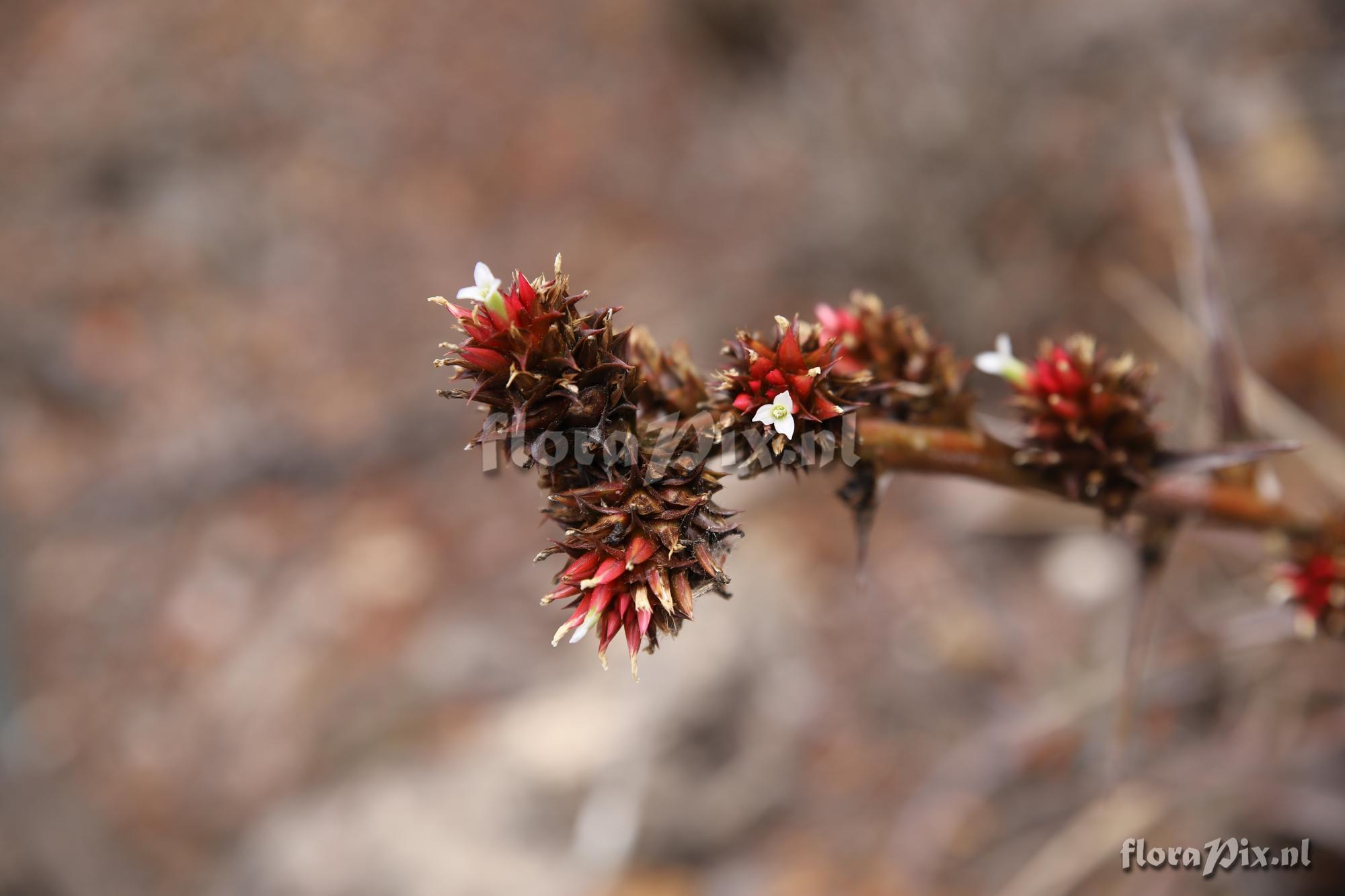 Orthophytum lemei