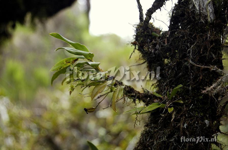 Angraecum obversifolium