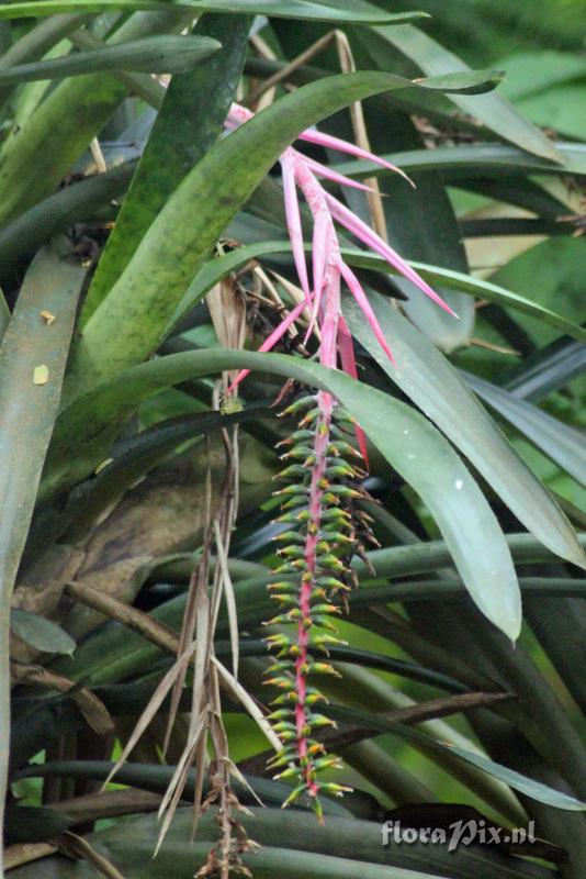 Aechmea nudicaulis