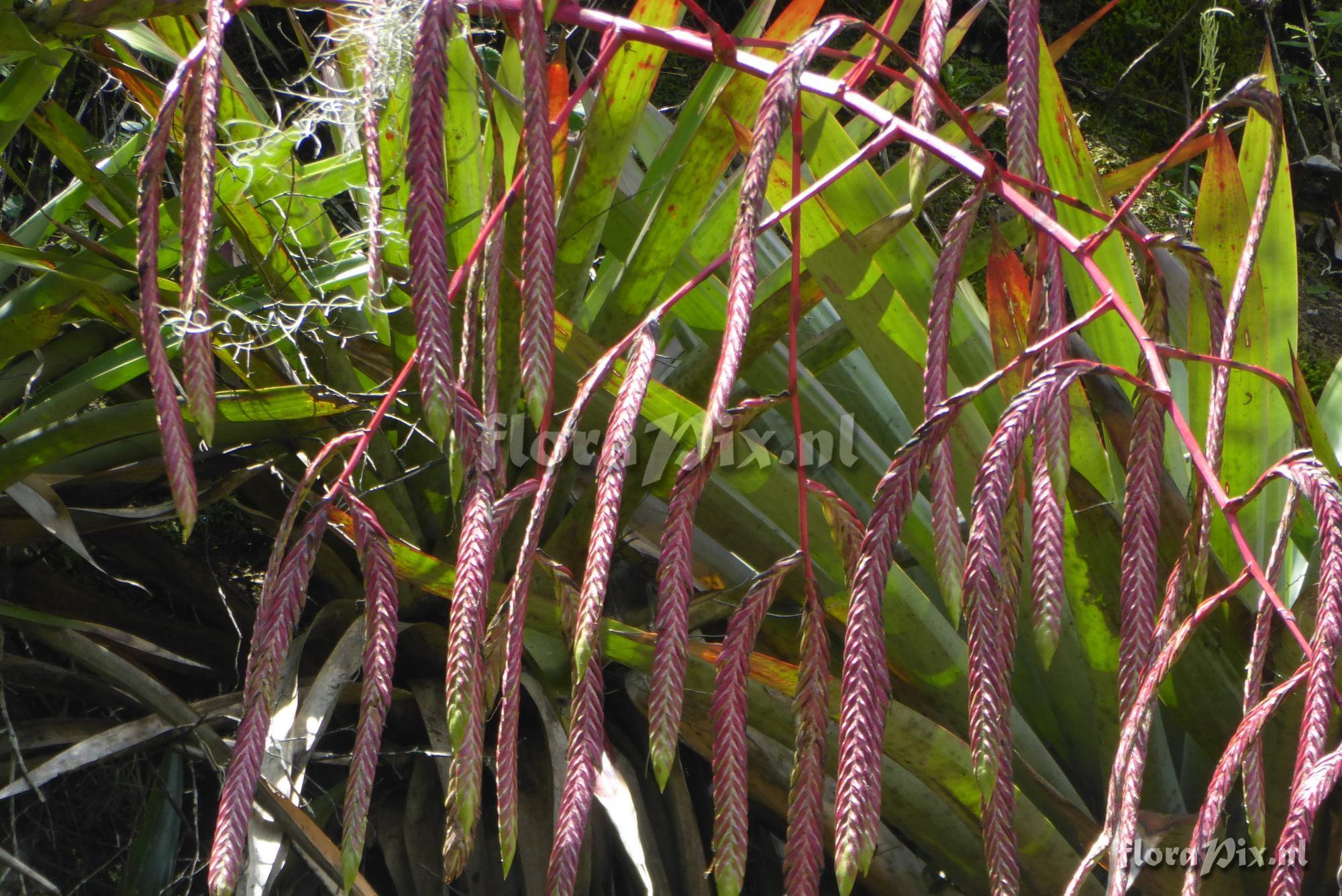 Tillandsia ferreyrae   