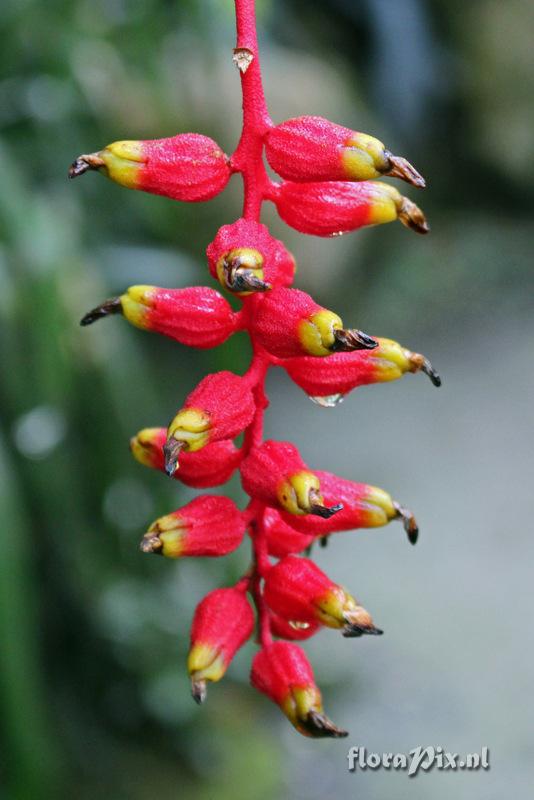 Aechmea racinae