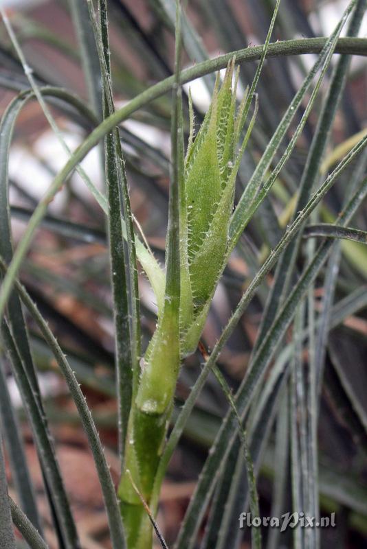 Puya mirabilis