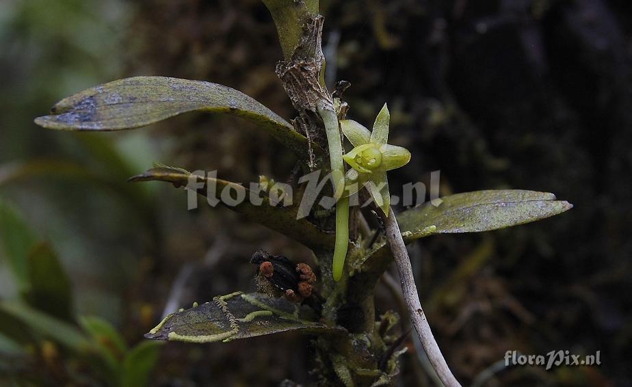 Angraecum costatum