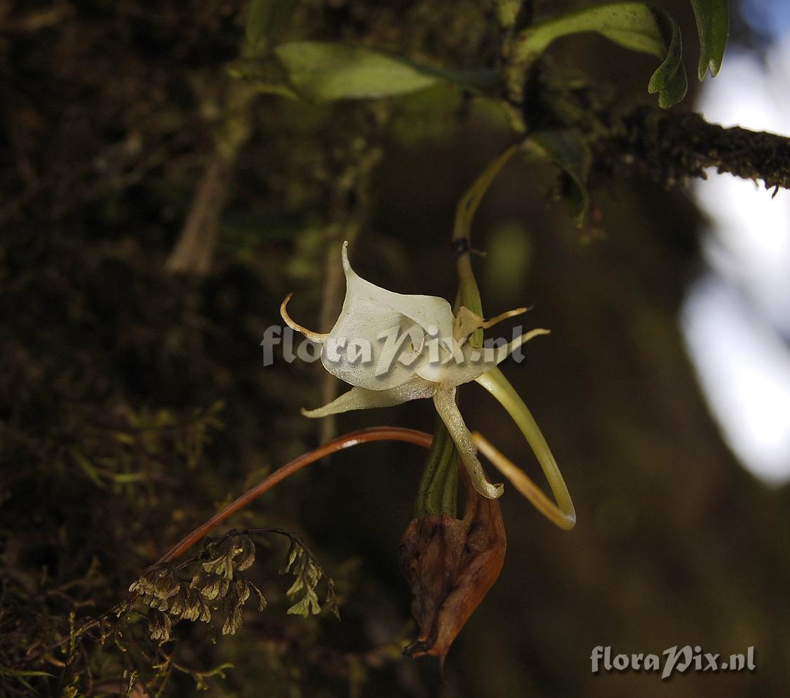 Angraecum expansum var. inflatum