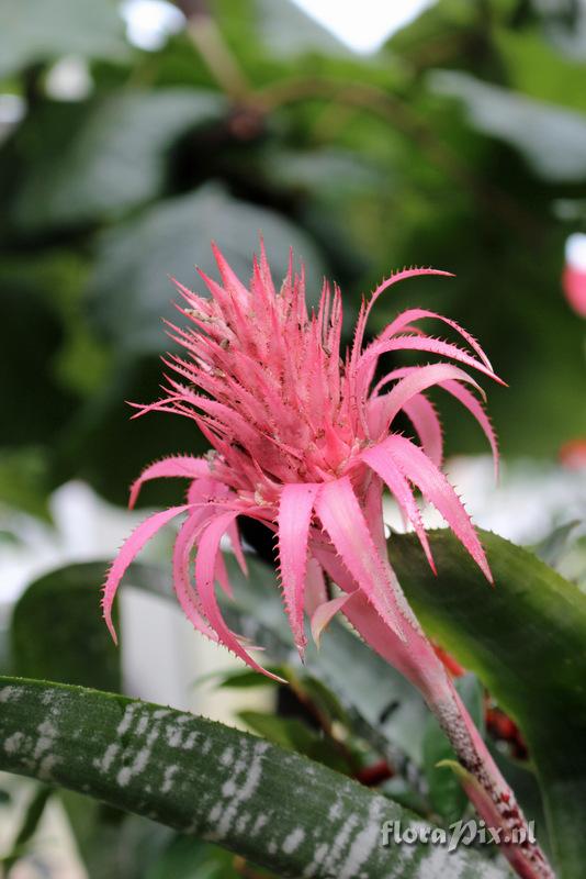 Aechmea fasciata