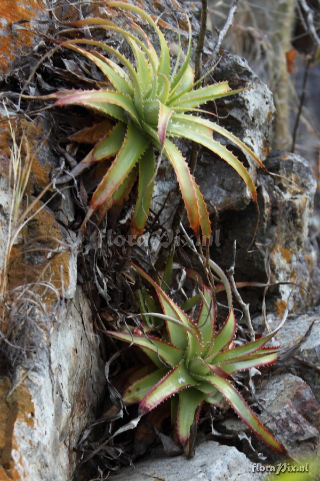 Hechtia guatemalensis 