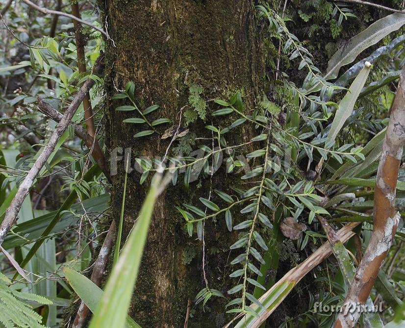 Angraecum ramosum