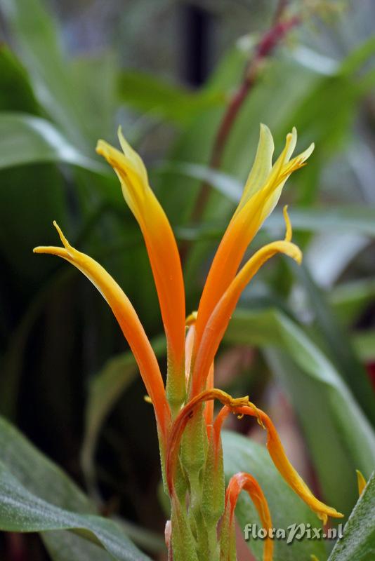 Pitcairnia andreana