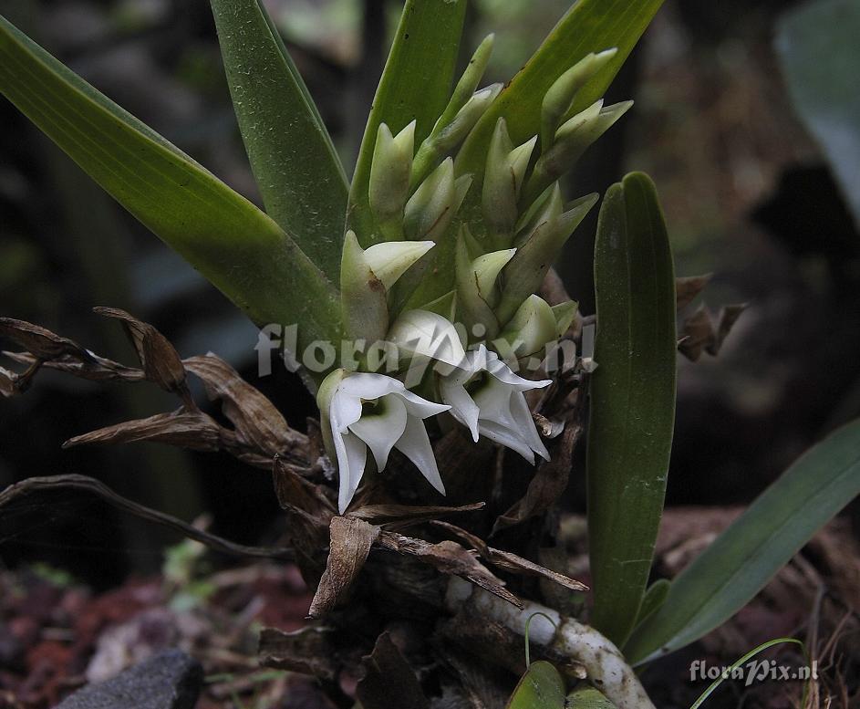 Angraecum bracteosum