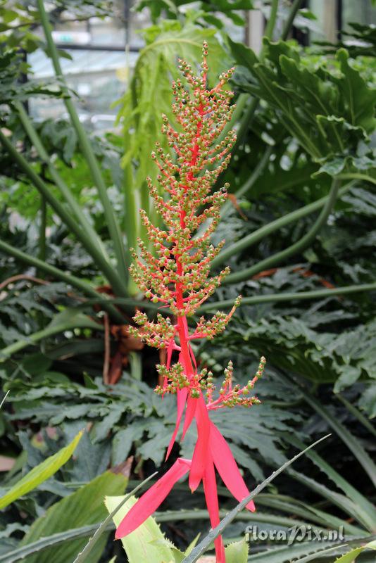 Aechmea bracteata