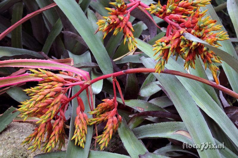 Aechmea mulfordii