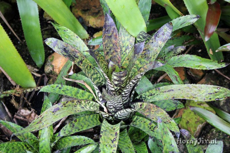 Aechmea orlandiana