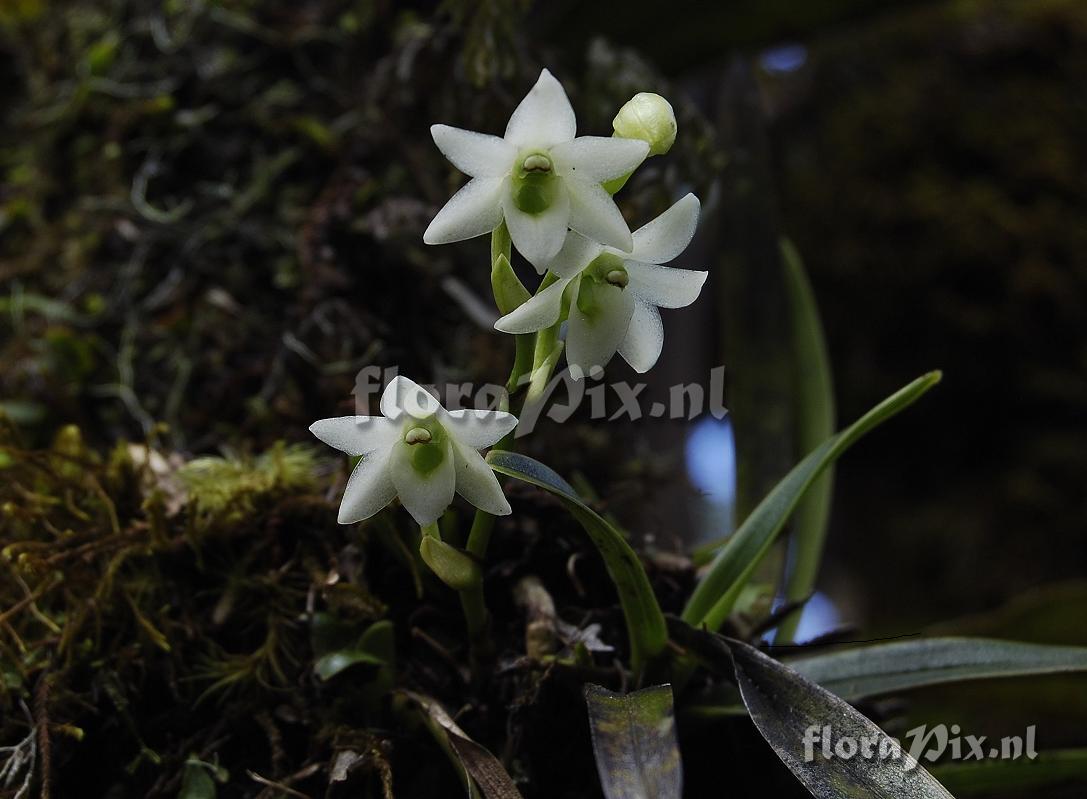 Angraecum striatum