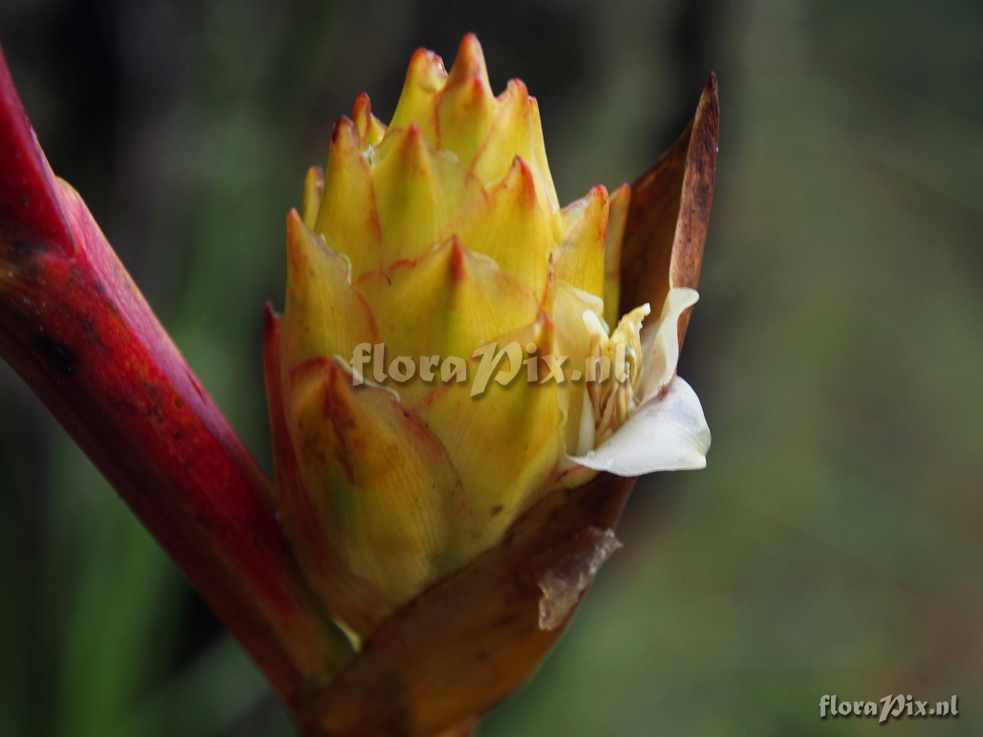 Guzmania altsonii ??