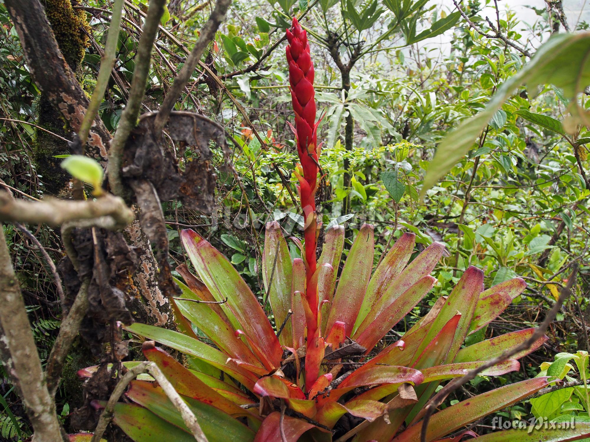 Tillandsia unknown2