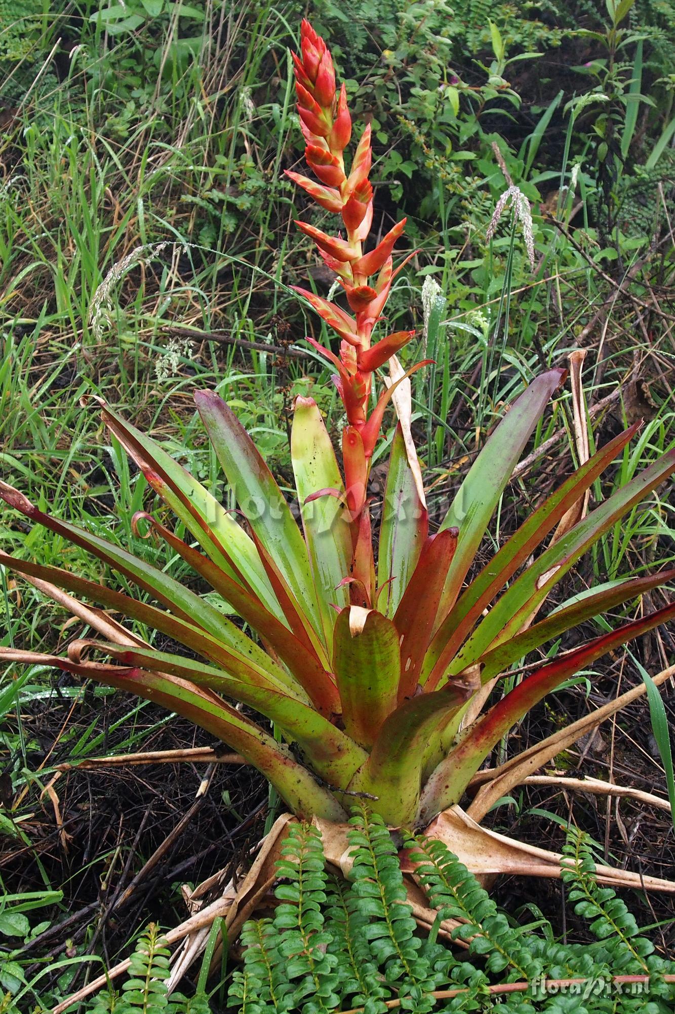 Tillandsia unknown2