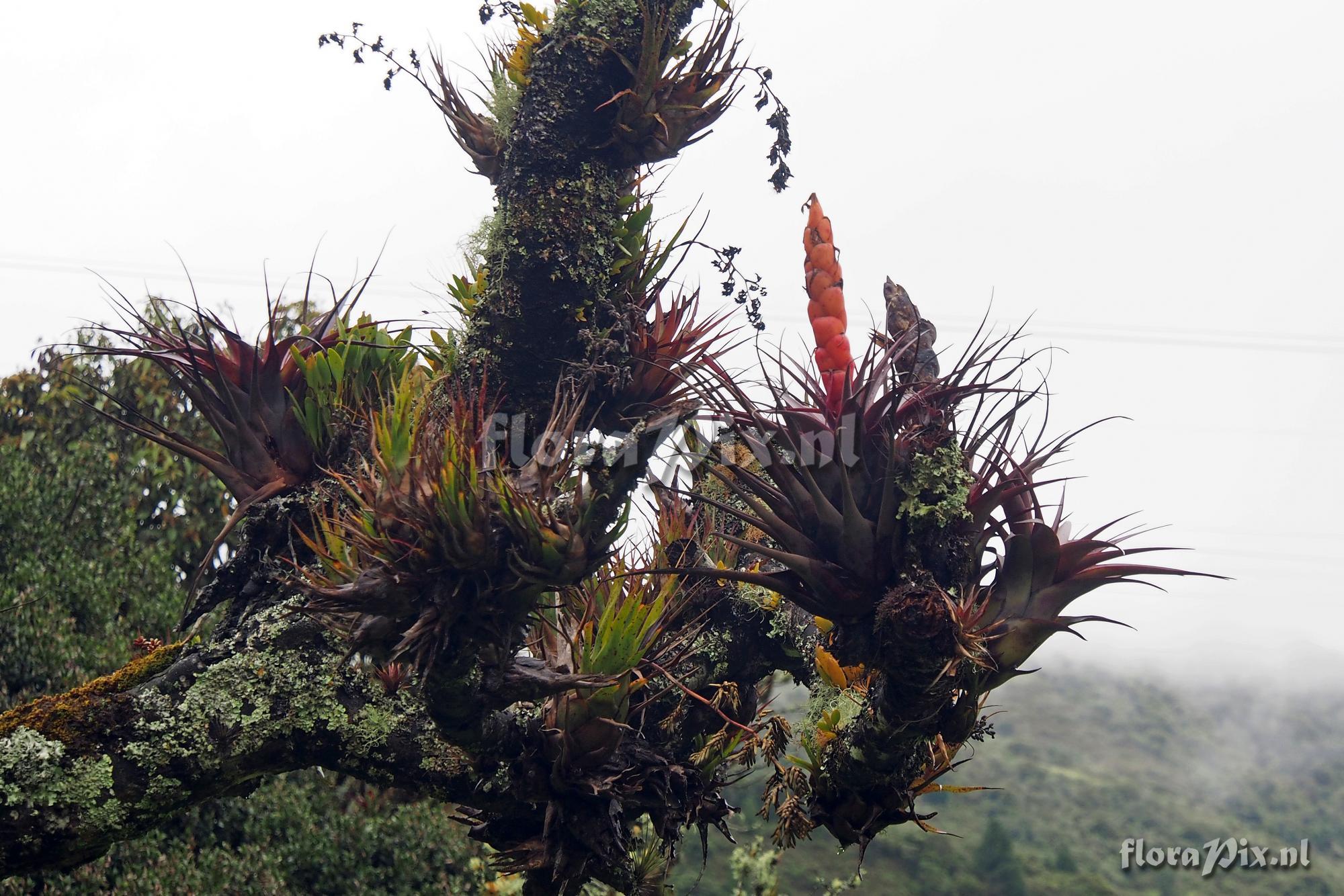 Tillandsia portillae