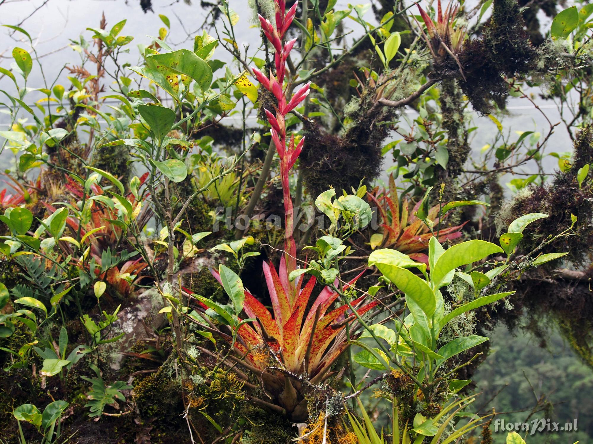 Tillandsia naundorffiae