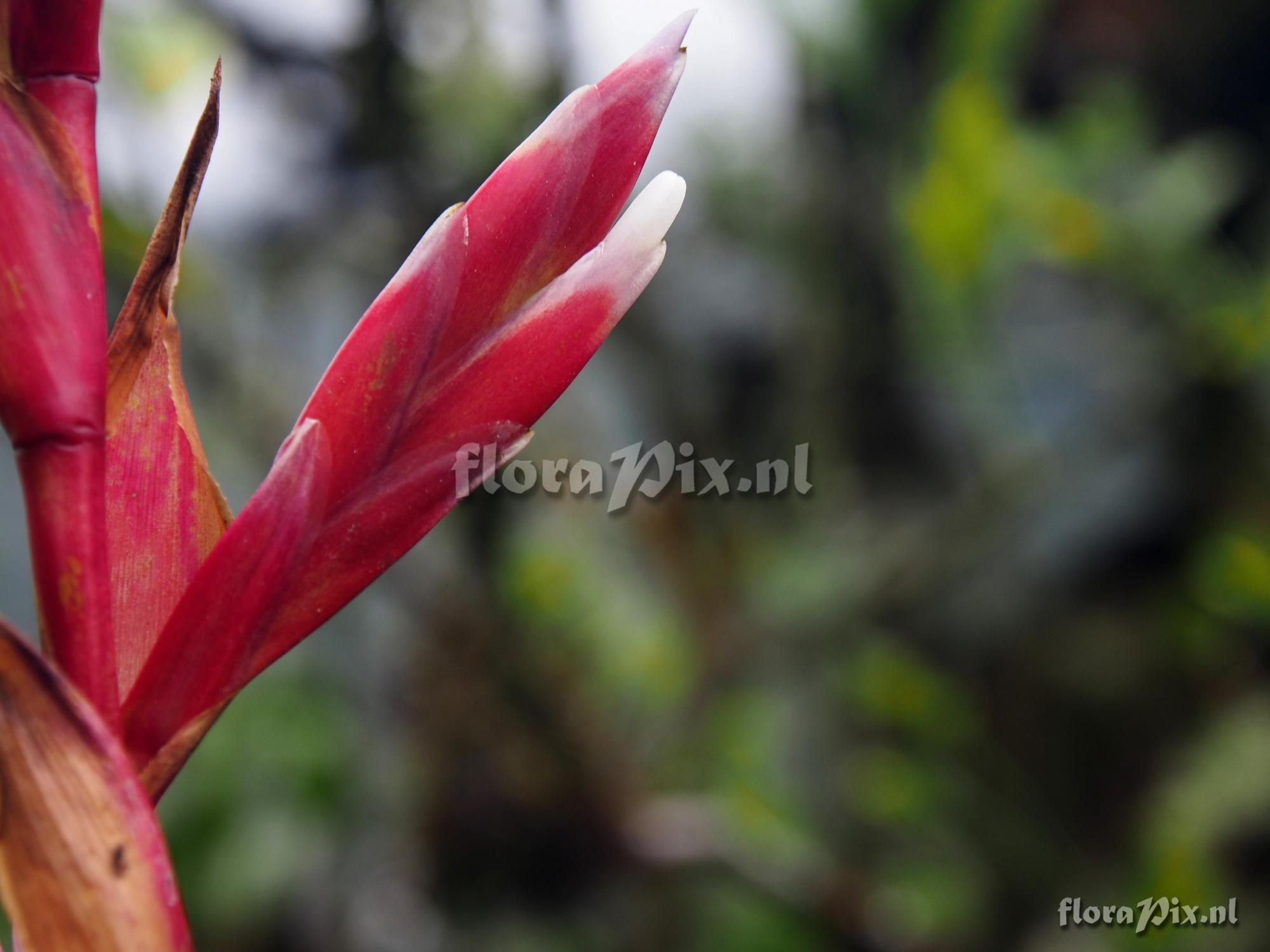 Tillandsia naundorffiae