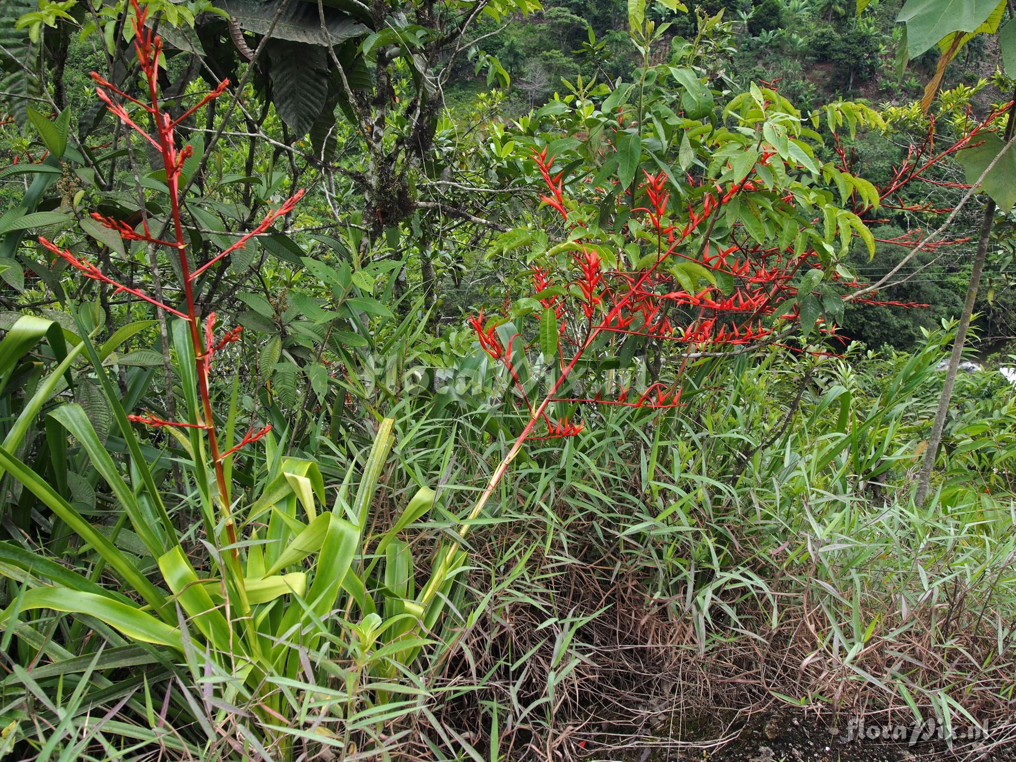 Pitcairnia poortmanii