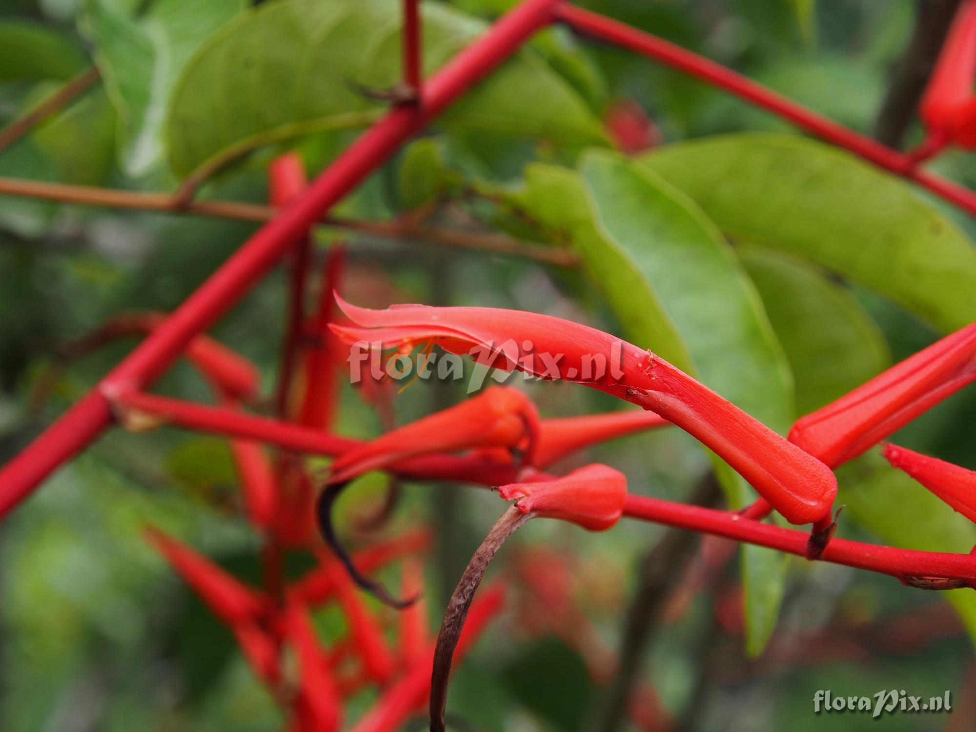 Pitcairnia poortmanii