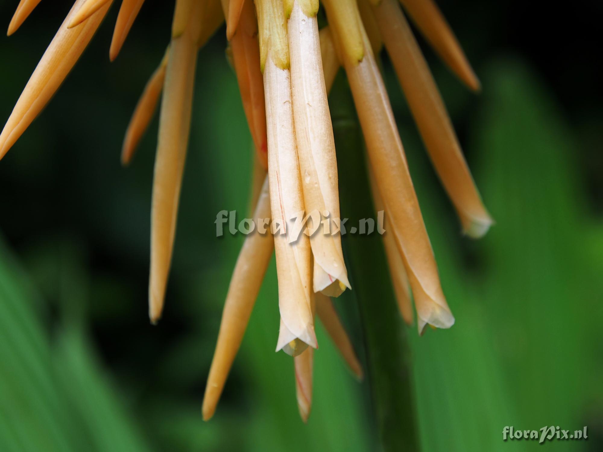 Pitcairnia reflexiflora