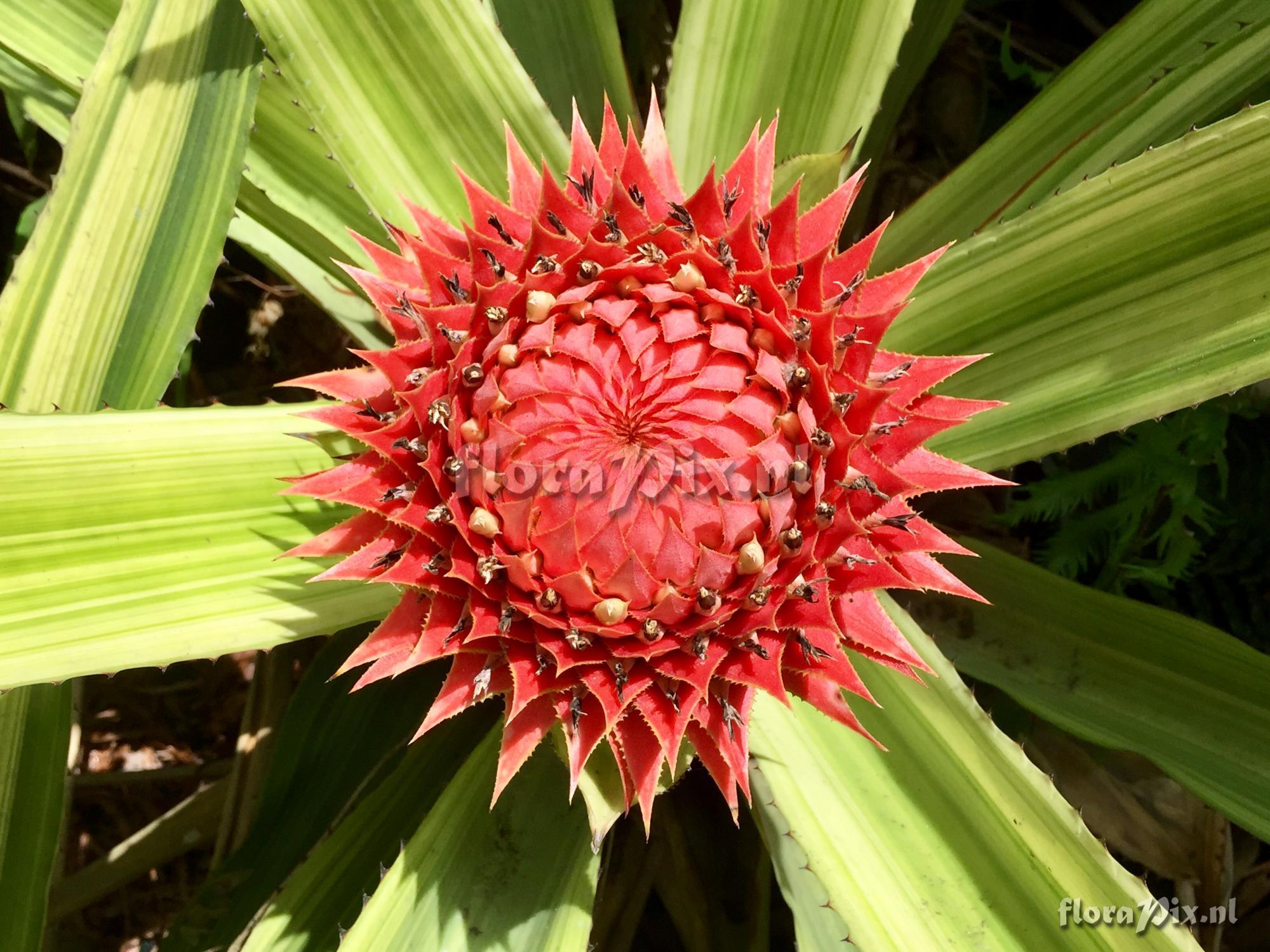 Aechmea saxicola cv. Meteor Shower