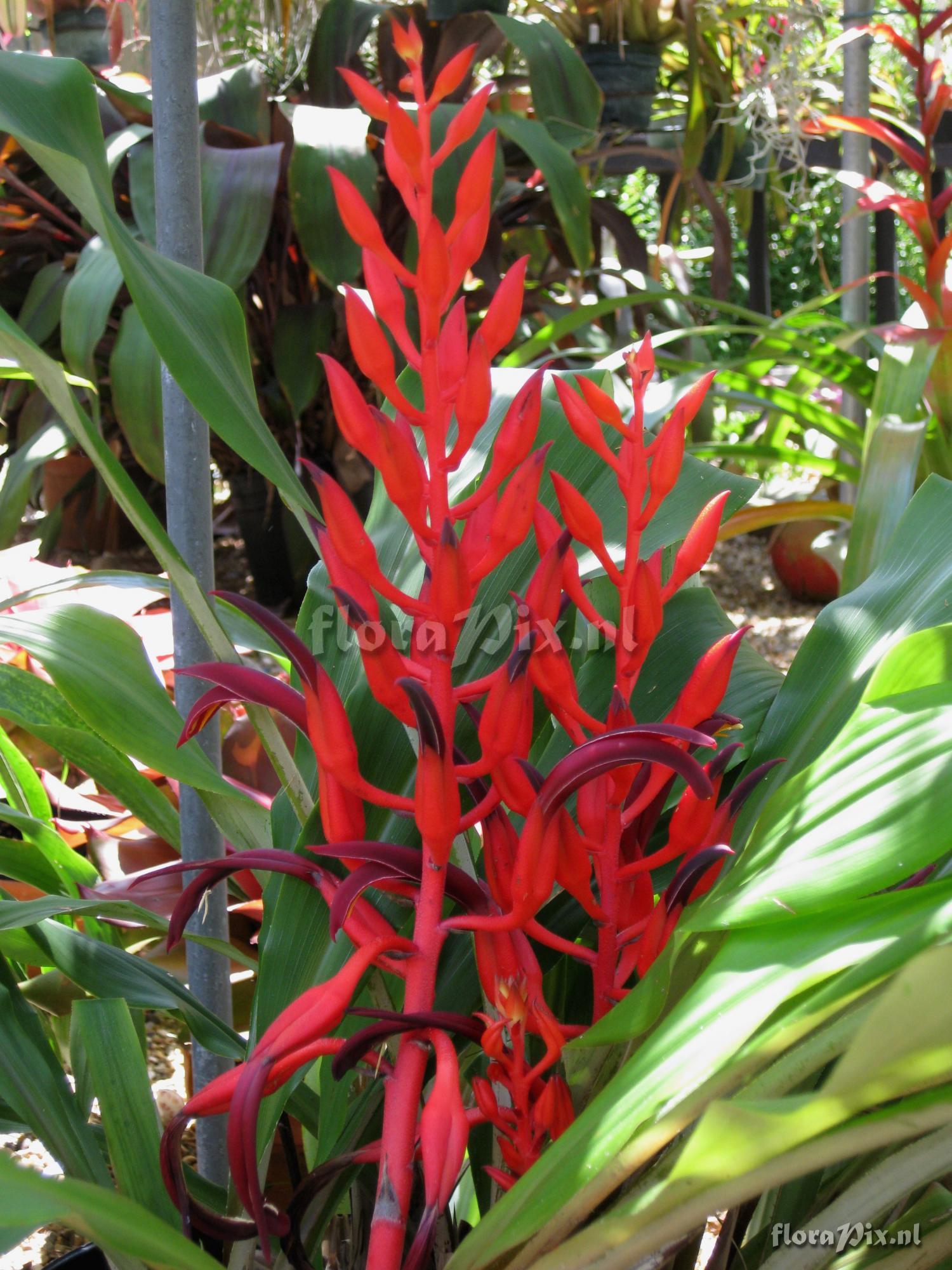 Pitcairnia carnososepala