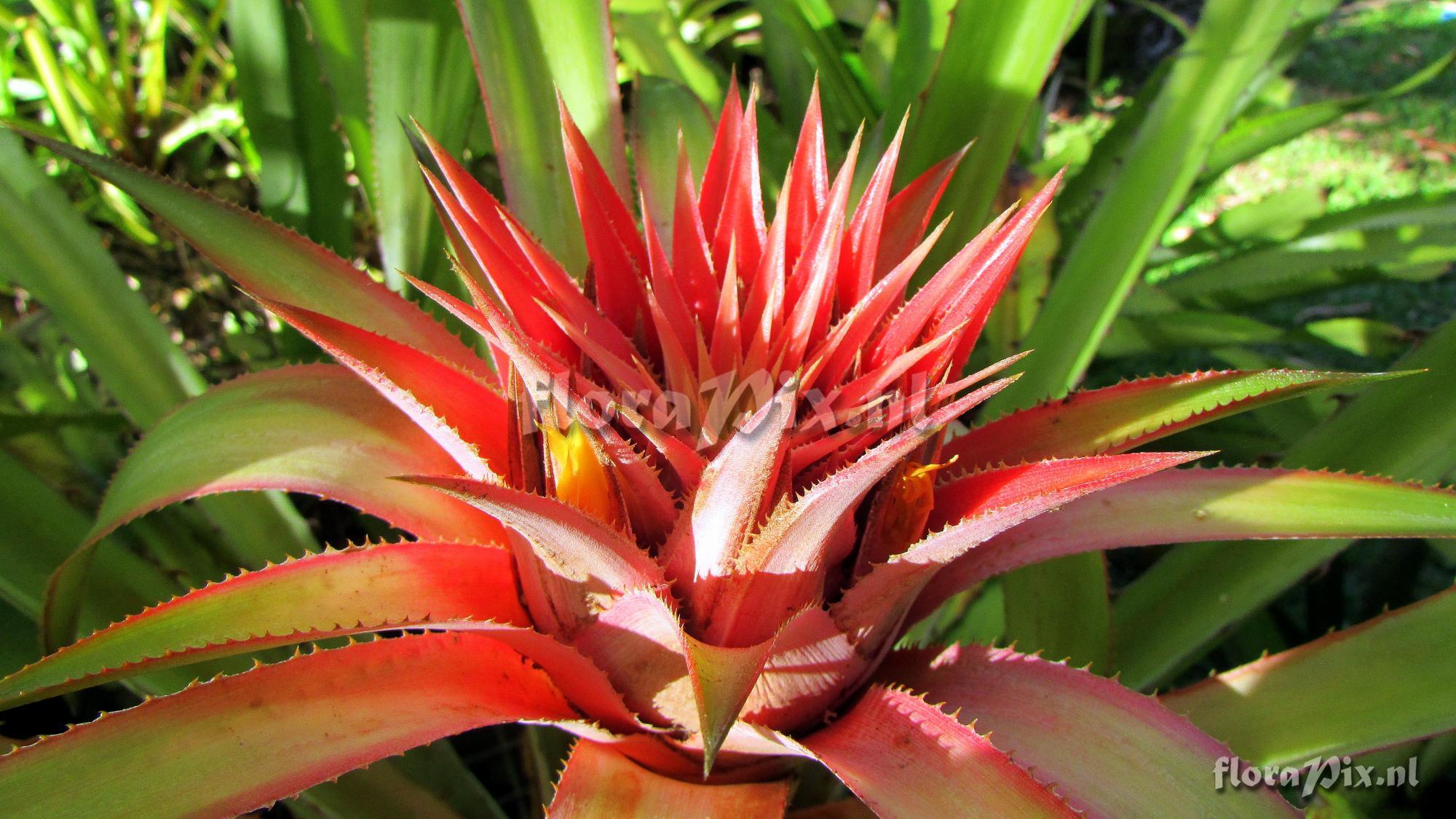 Aechmea strobilacea