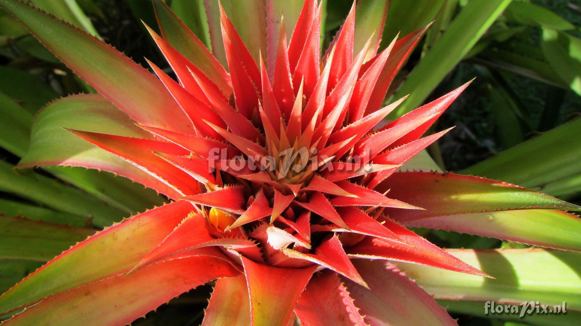 Aechmea strobilacea