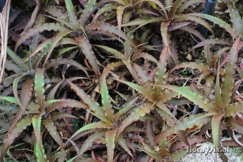 Cryptanthus whitmanii