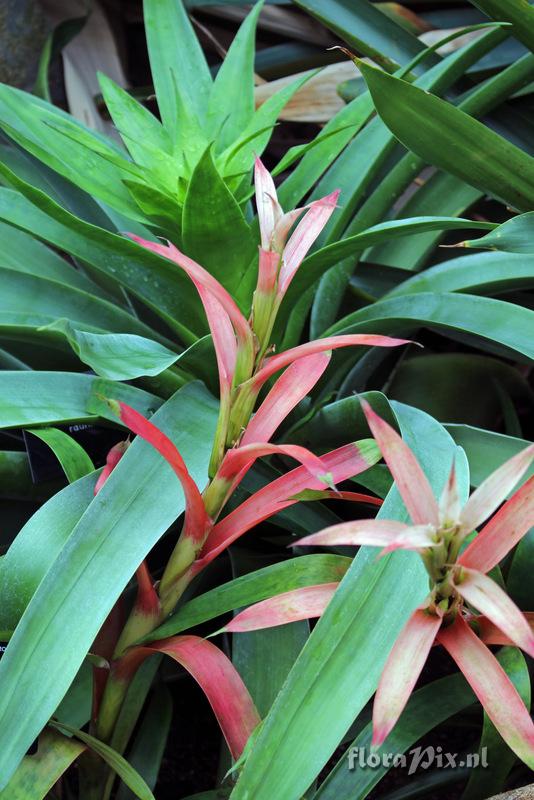 Guzmania wittmackii