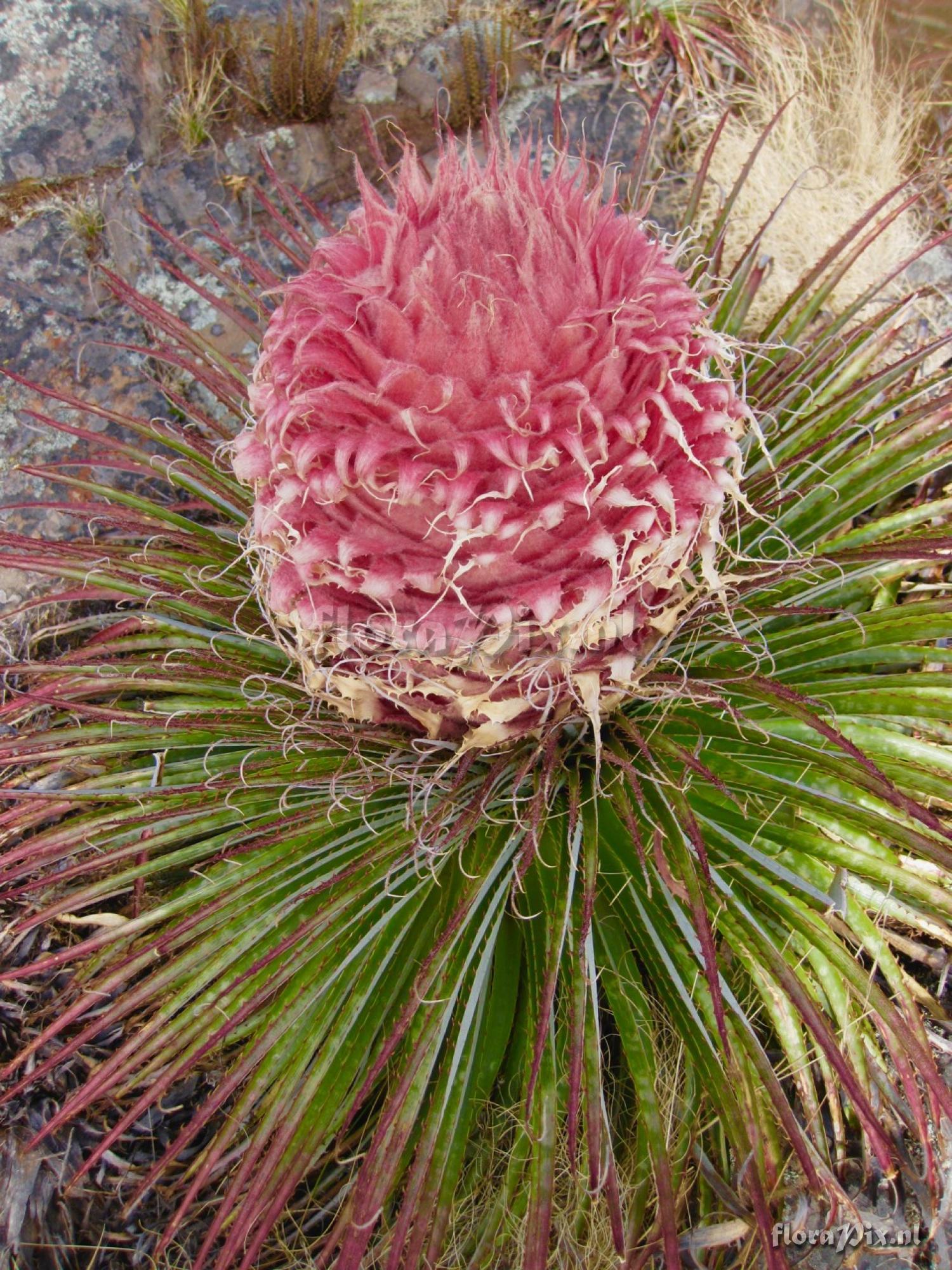 Puya weberiana