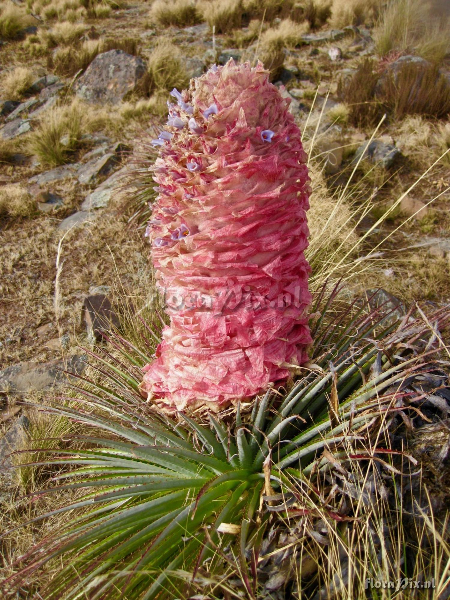 Puya weberiana