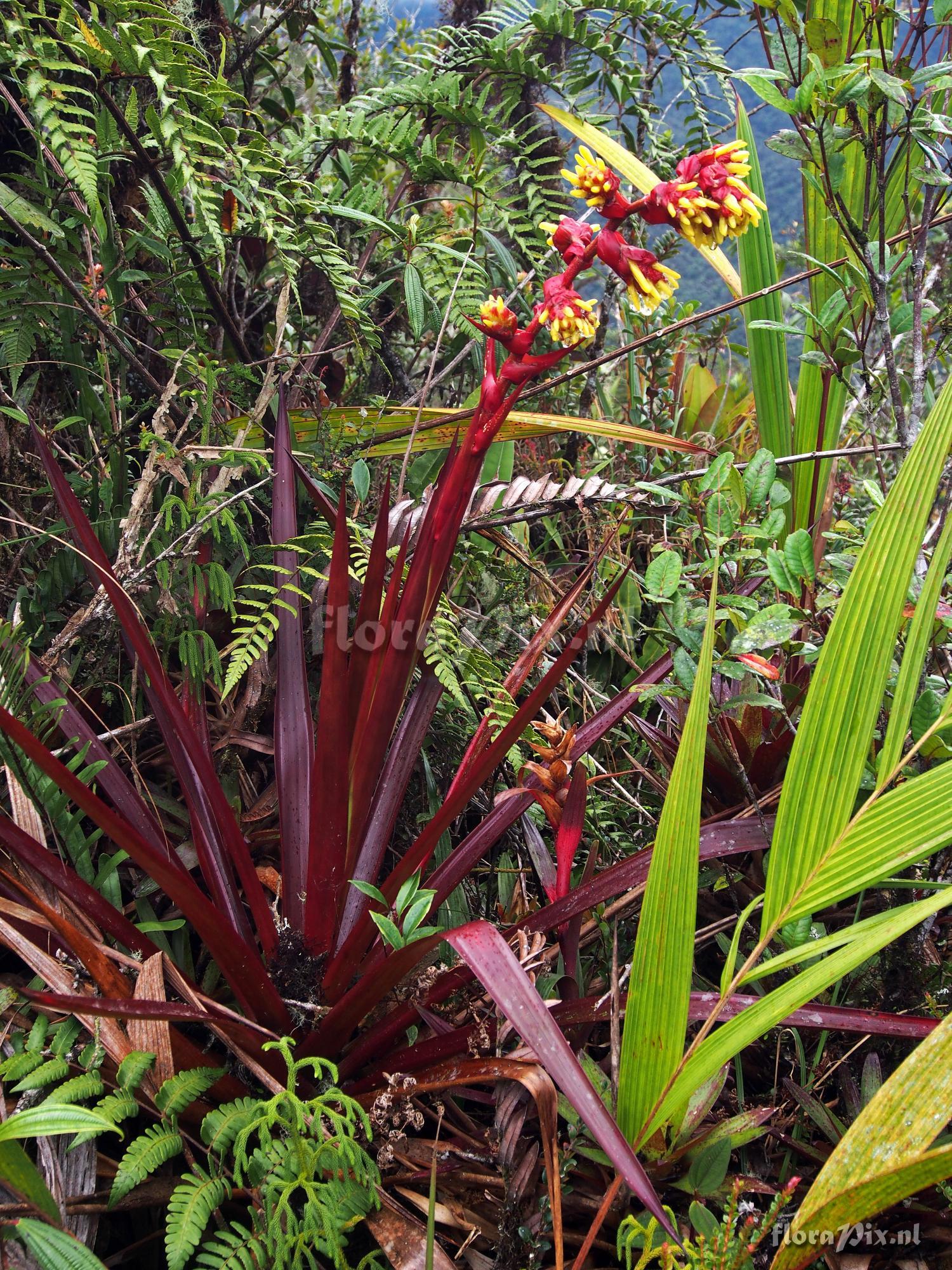 Guzmania garciaensis