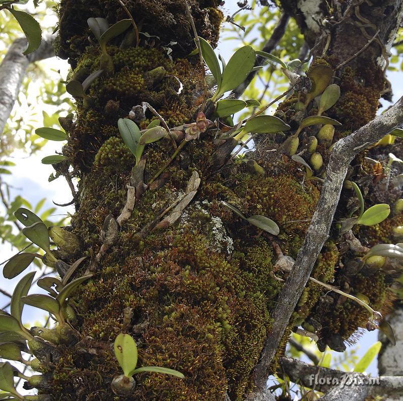 Bulbophyllum macrocarpum