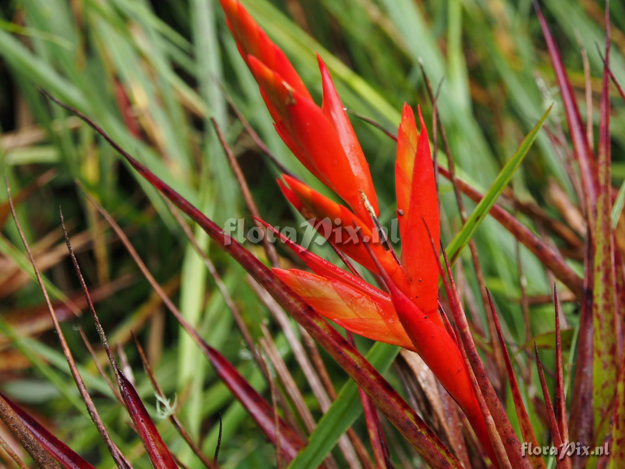 Tillandsia confinis