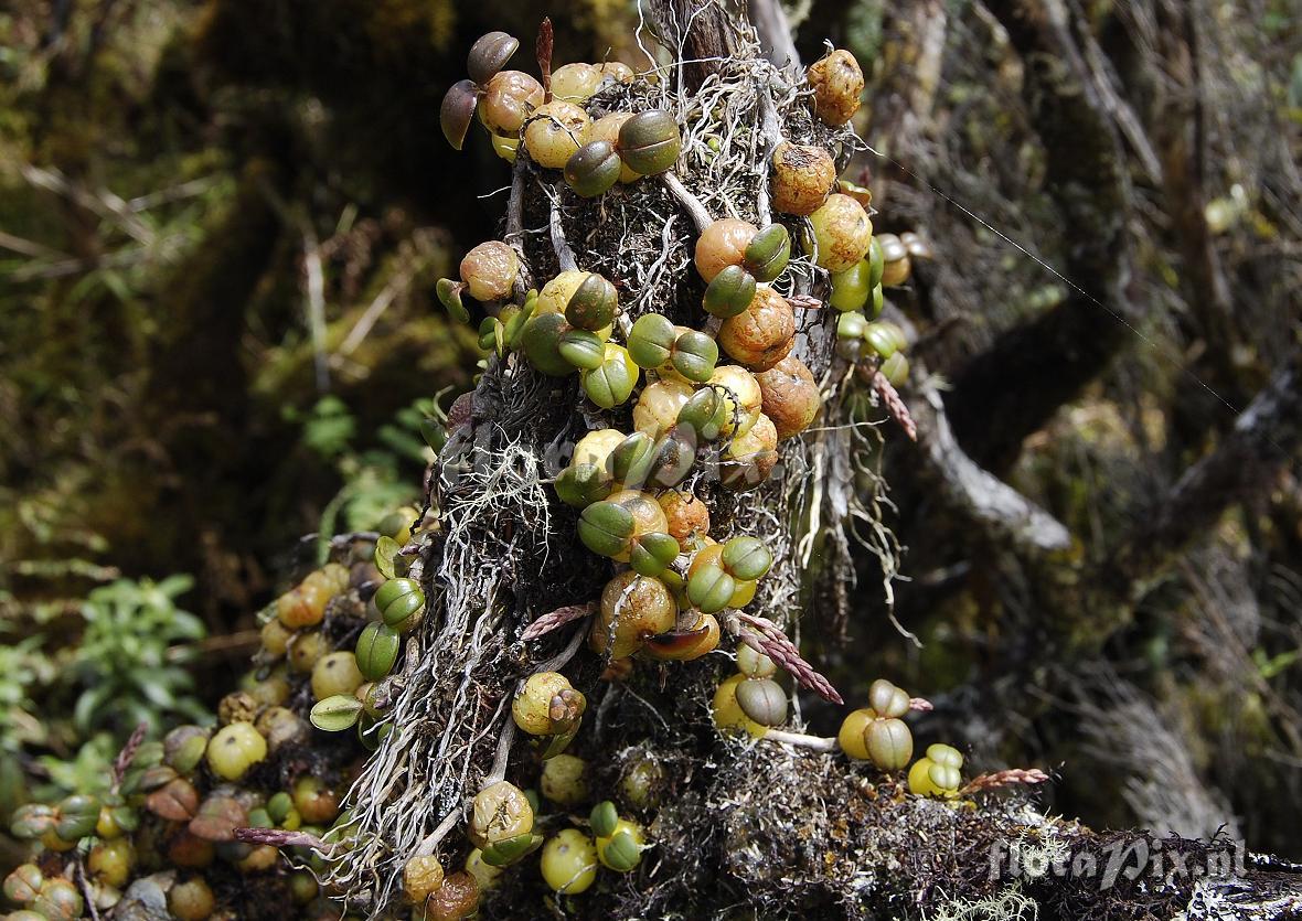 Bulbophyllum nutans