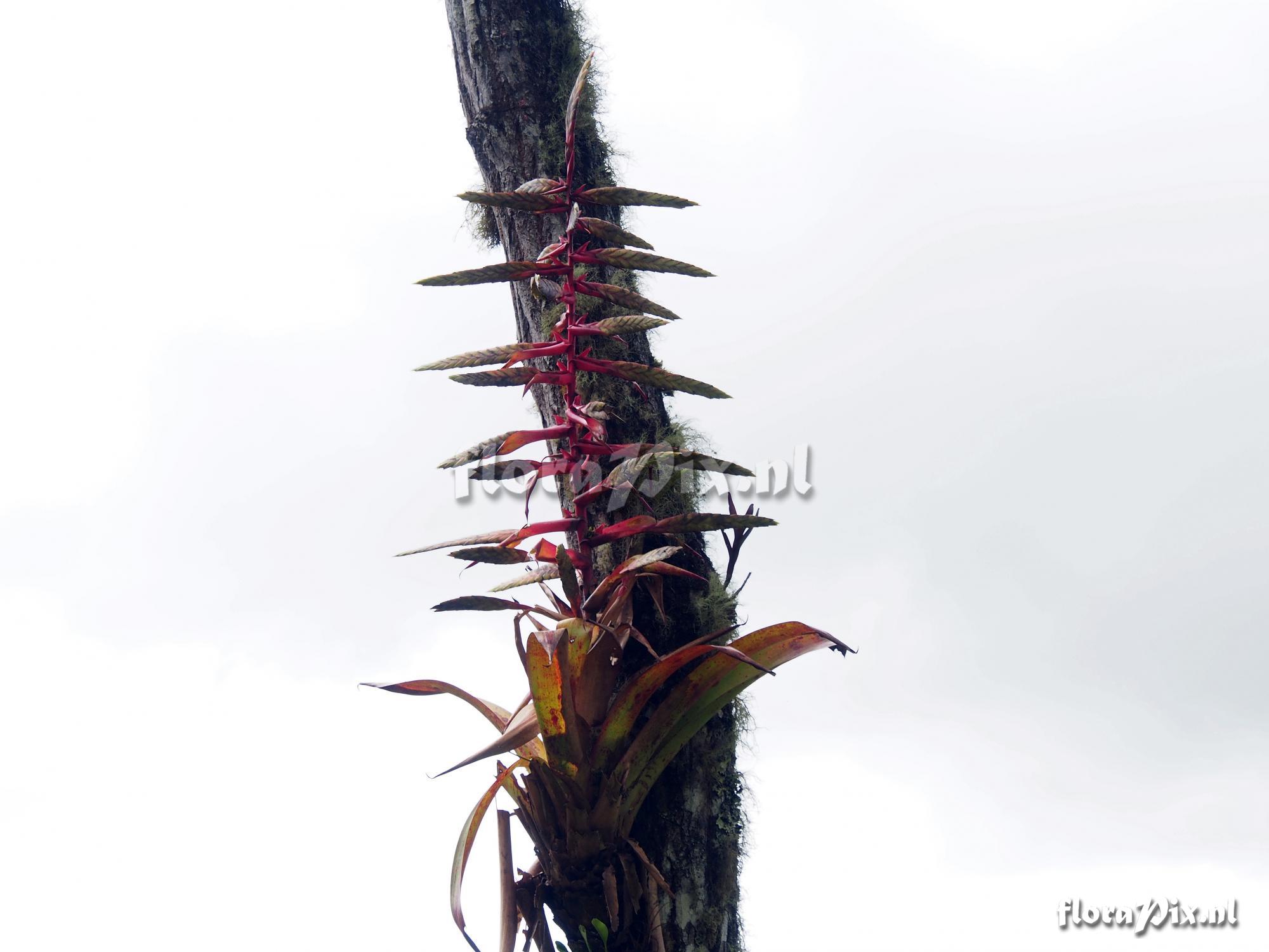 Tillandsia fendleri