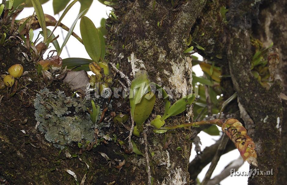 Bulbophyllum occultum