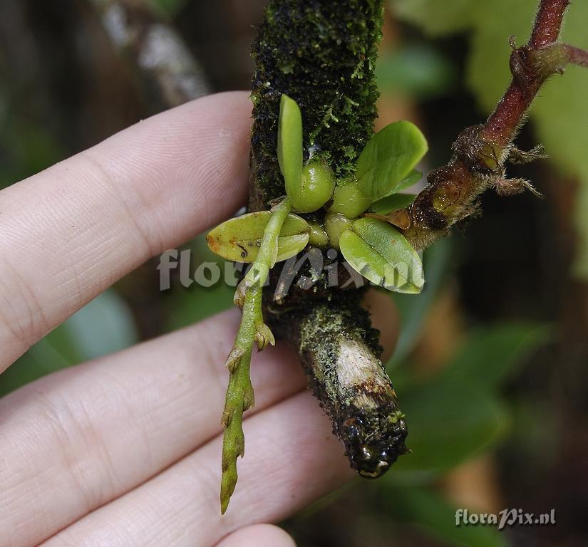 Bulbophyllum pusillum